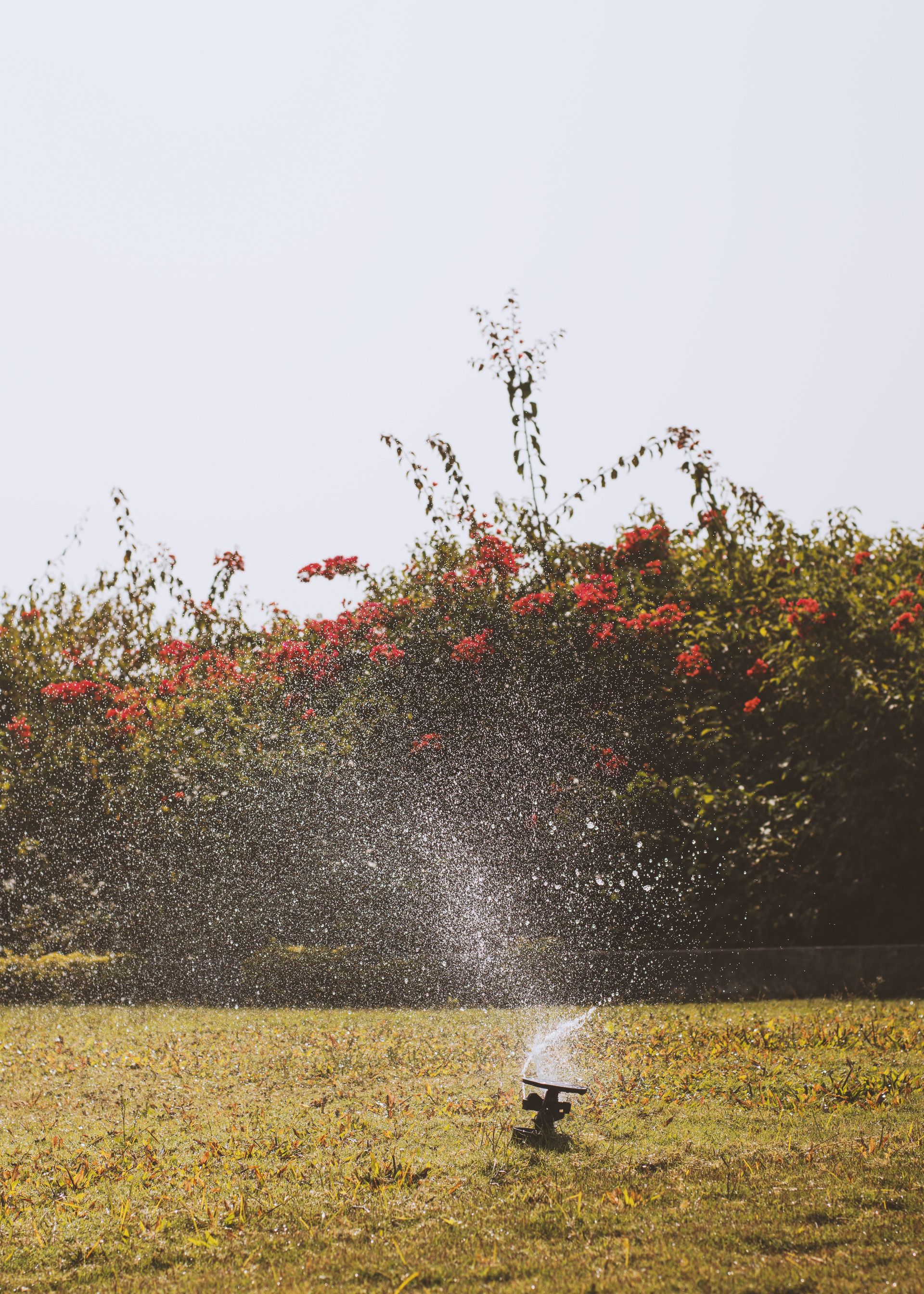 Sprinkler watering a vibrant garden filled with lush bushes and flowers on a sunny day.
