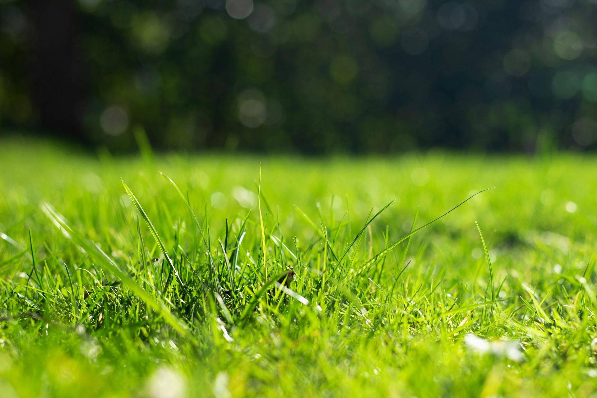a close up of a grassy field with trees in the background